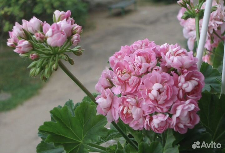 Пеларгония Anita