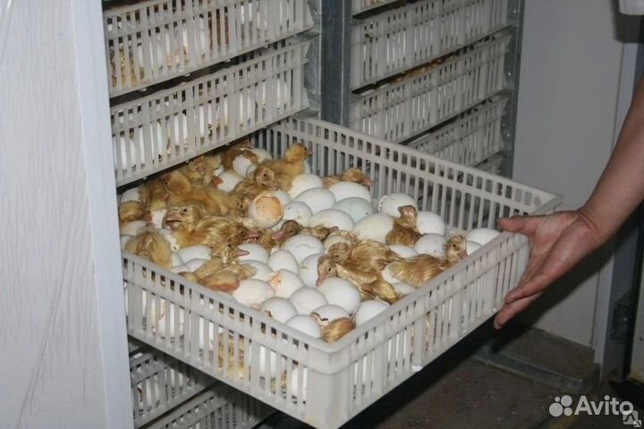 Инкубационное яйцо бройлера