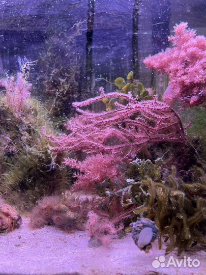 Продам фраги горгонарии