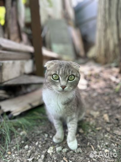 Вислоухие котята