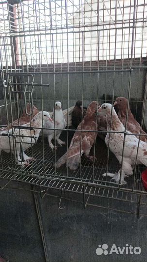 Продажа голубей