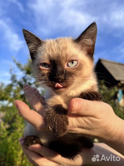 Котята в добрые руки даром