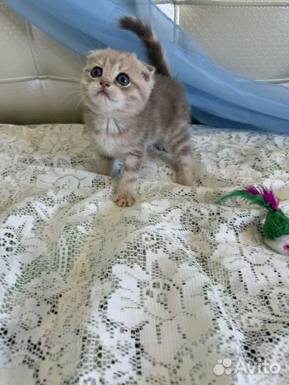 Шотландский вислоухий