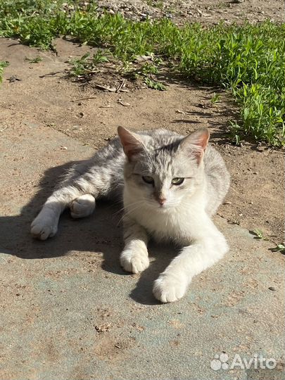 Отдам прекрасного кота в добрые руки
