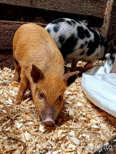 Поросята на откорм