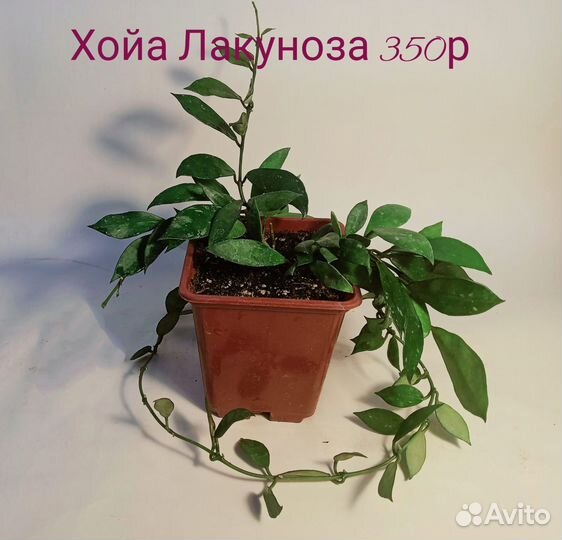 Комнатные растения Хойи разные