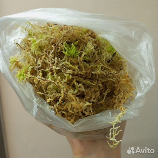 Мох сфагнум живой