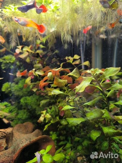 Аквариумные растения, рыбки, улитки