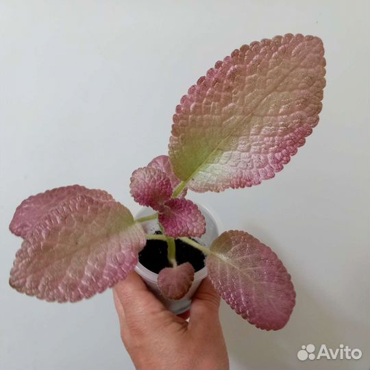 Эписция Strawberry Mist