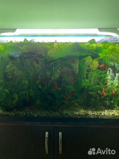 Аквариум с тумбой с растениями и рыбками