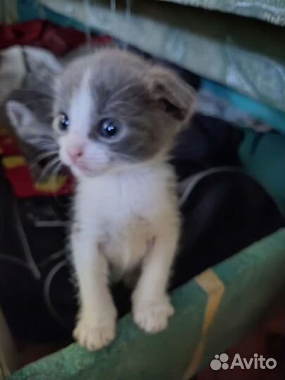 Шотландский вислоухий котенок