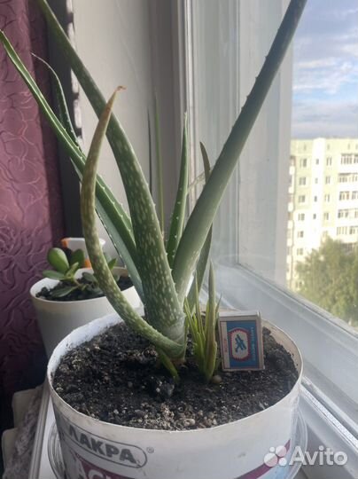 Алоэ лечебный (детки. взрослые)