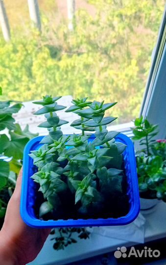 Крассула суккулент