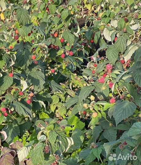 Малина пингвин