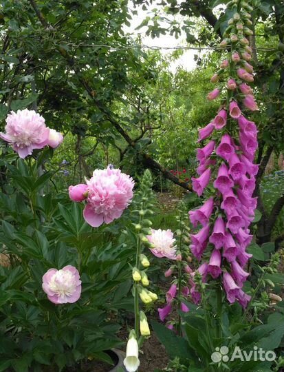 Наперстянка ядовитая (рассада)