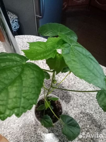 Клен комнатный абутилон