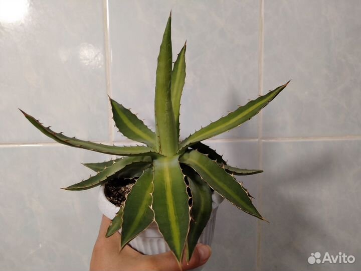 Агавы, гастерии- изменено 31.07