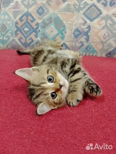 Шотландские котята
