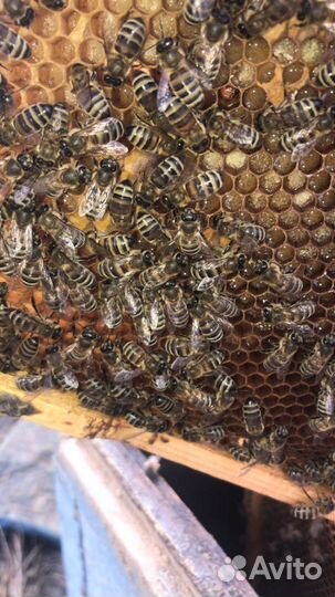 Пчелосемьи