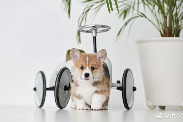 Вельш корги пемброк стандартные щенки