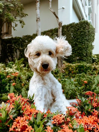 Вязка собак кокапу