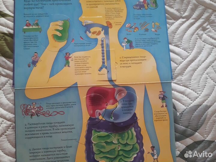 Детская энциклопедия про тело человека