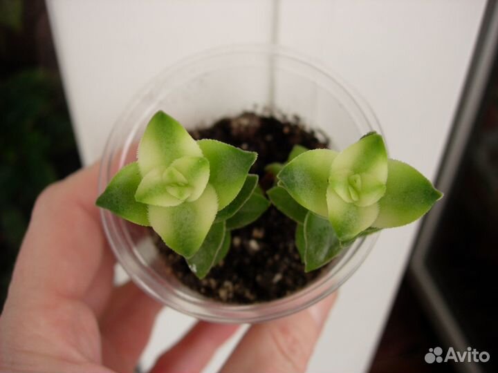 Суккуленты домашние (№1)