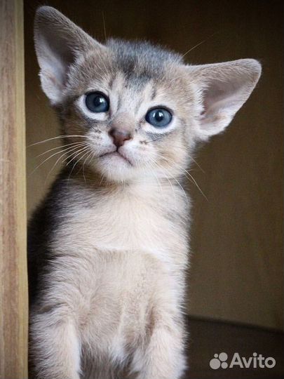 Абиссинские котята