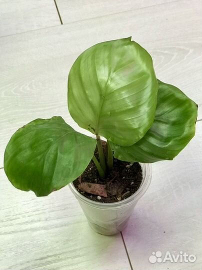 Калатея Орбифолия и Зебрина