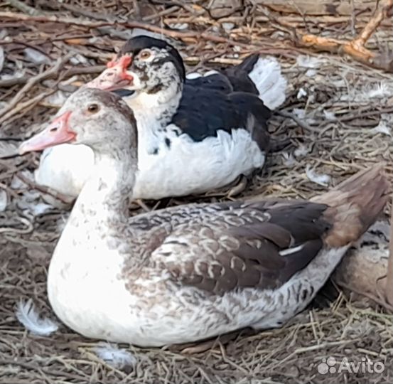 Индоутки на племя