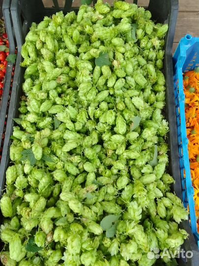 Шиповник свежий сбор