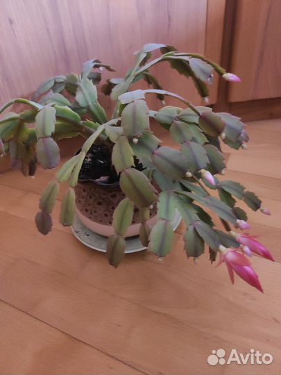 Цветок декабрист