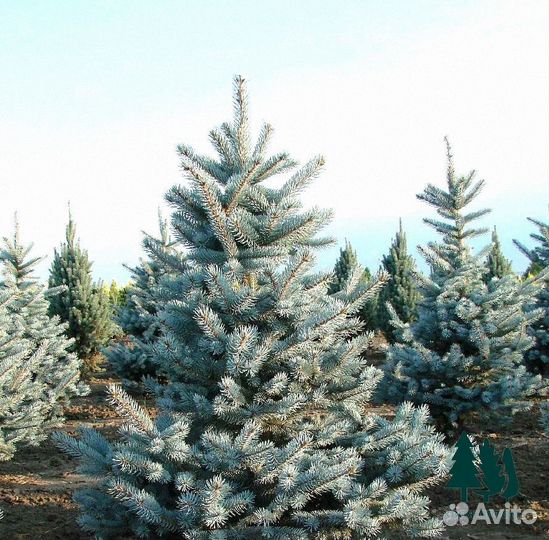 Голубая ель с доставкой из питомника