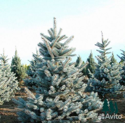Голубая ель с доставкой из питомника