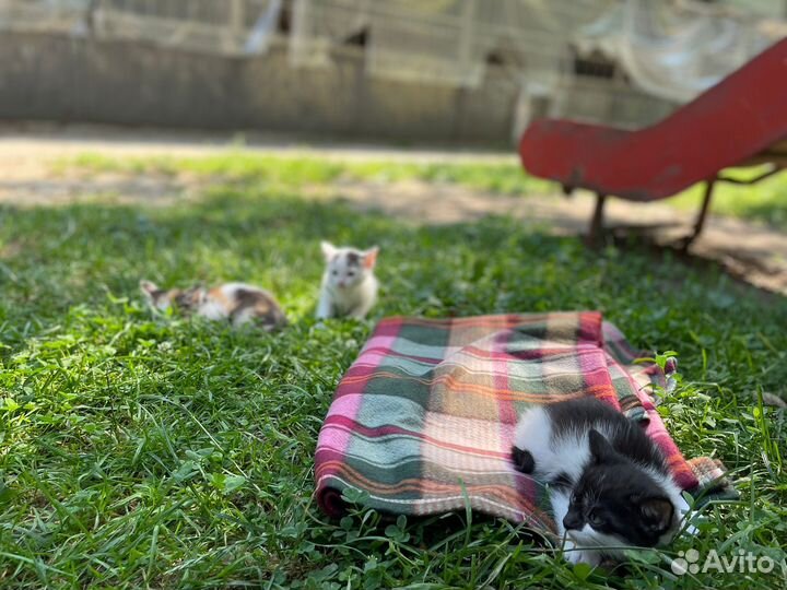 Котята в добрые руки