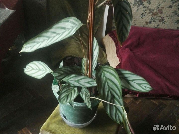 Клеродендрум г. Томсон, др,цветы