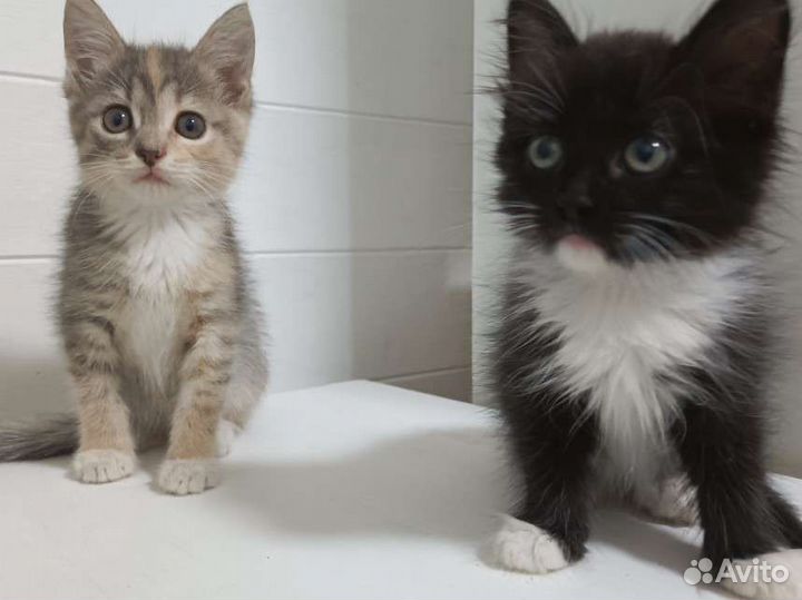 Котята в добрые руки бесплатно девочки