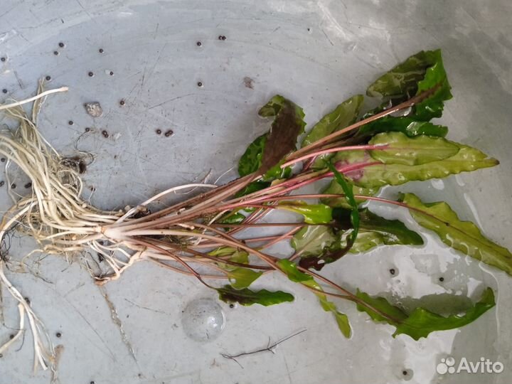 Аквариумное растение