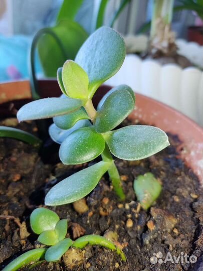 Денежное дерево