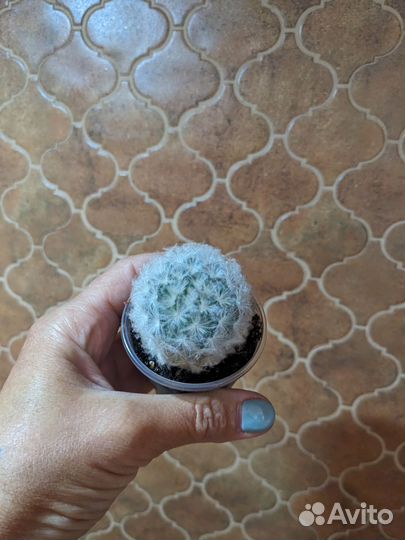 Кактус мамилярия