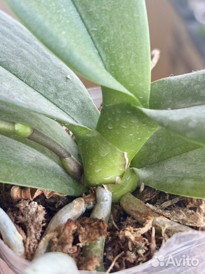 Орхидея фаленопсис OX Red Sesame