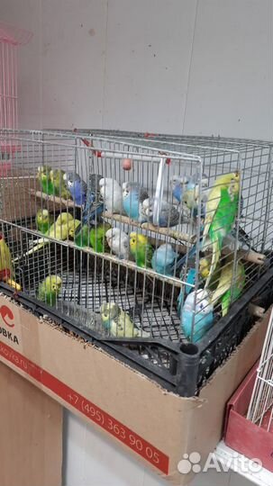 Волнистые попугаи