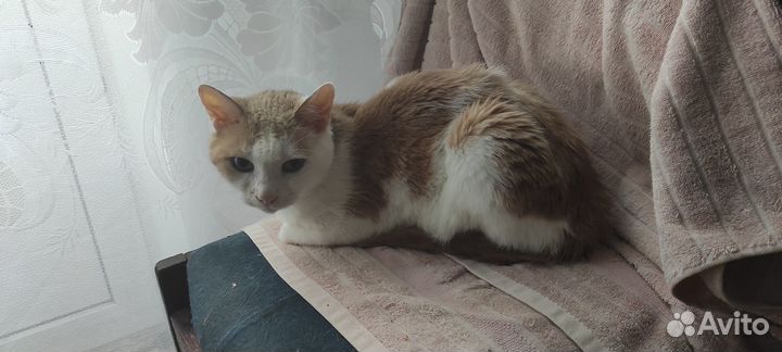 Взрослый кот Буся