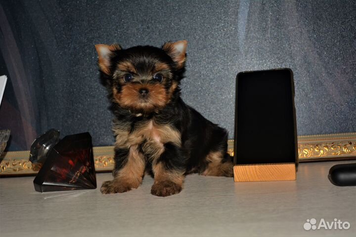 Кнопочка- мини девочка (бронь)