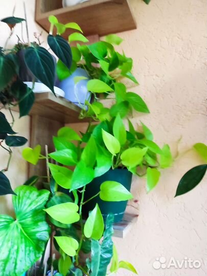 Эпипренум неон