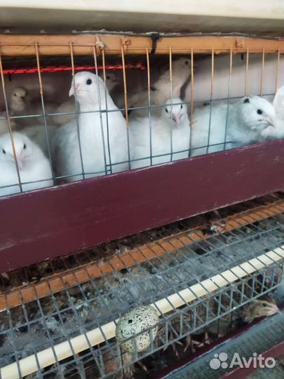 Перепела продажа