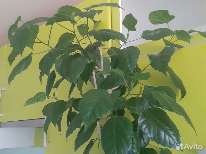 Гибискус китайская роза взрослая 120см