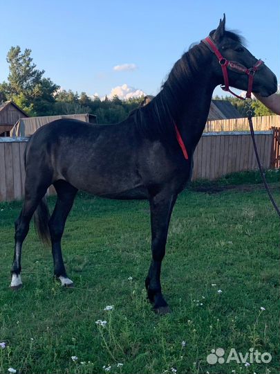 Продам жеребца