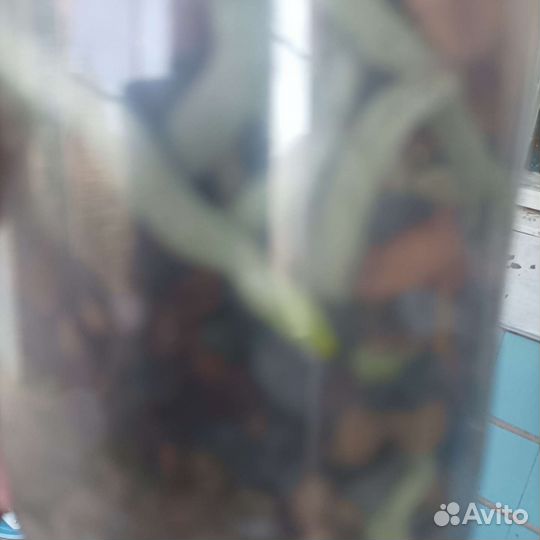 Орхидея фаленопсис