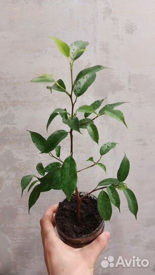 Фикус триангулярис и диверсифолия